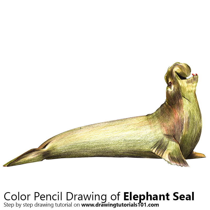 Elephant Seal Drawing at GetDrawings | Free download