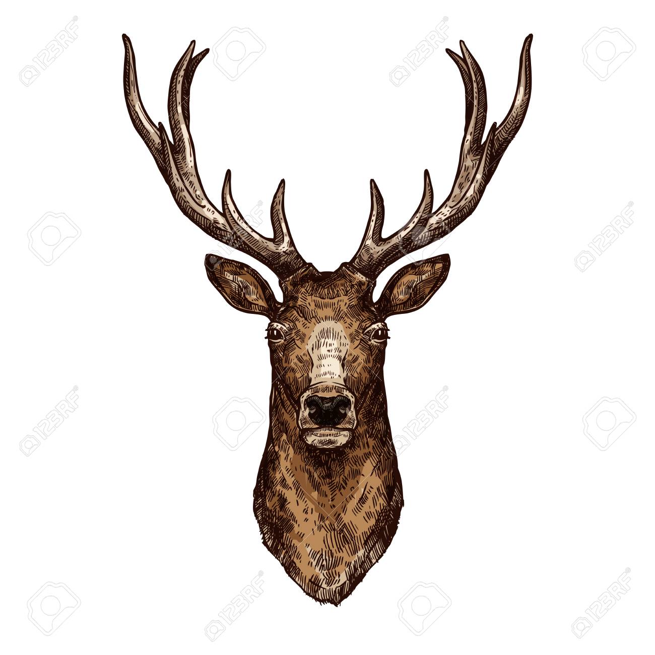 Elk Head Drawing at GetDrawings Free download