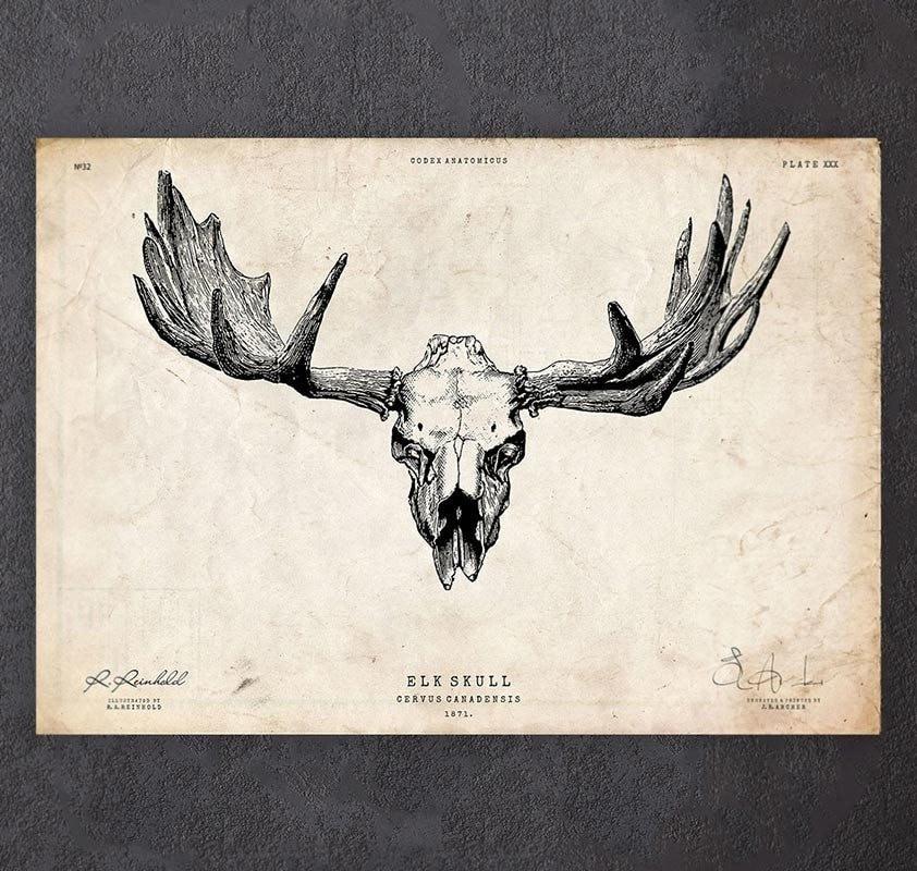 Elk Skull Drawing at GetDrawings Free download