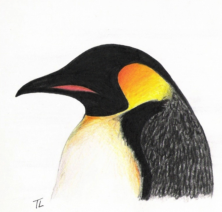 Emperor Penguin Drawing at GetDrawings Free download