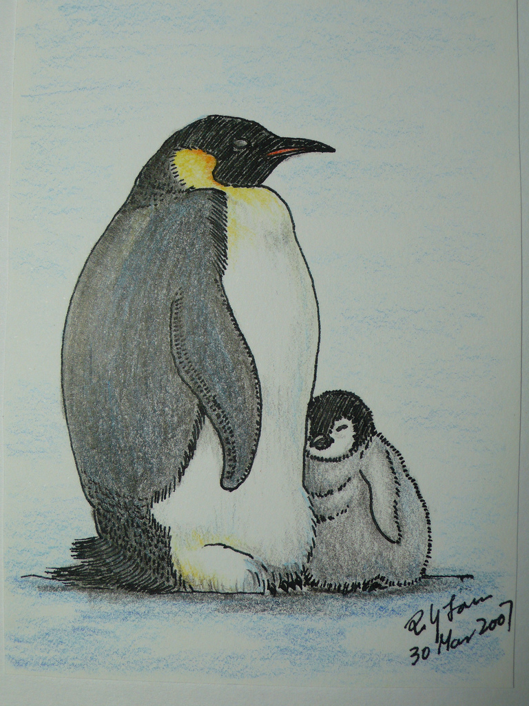 Cartoon Penguin Sketch Drawing for Kindergarten
