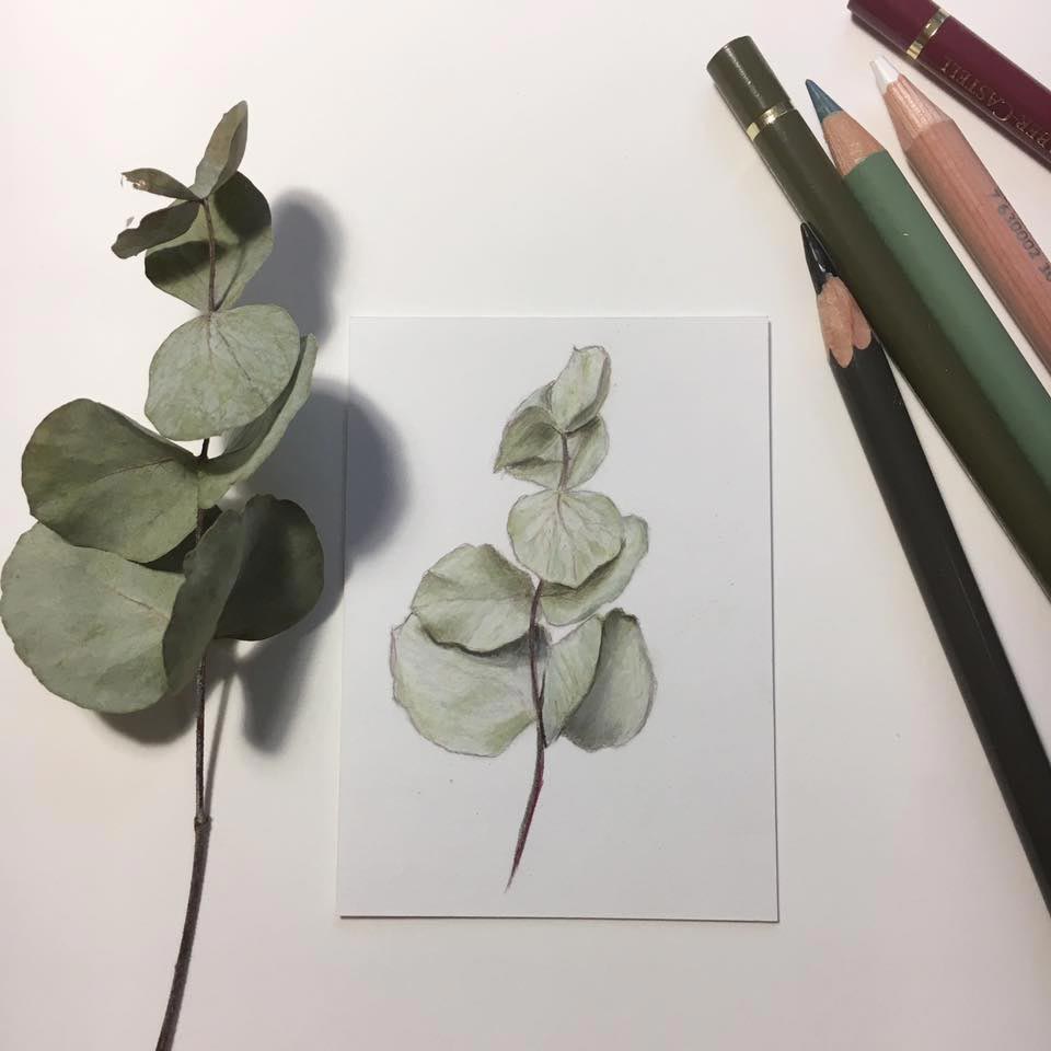 Eucalyptus Drawing at GetDrawings | Free download