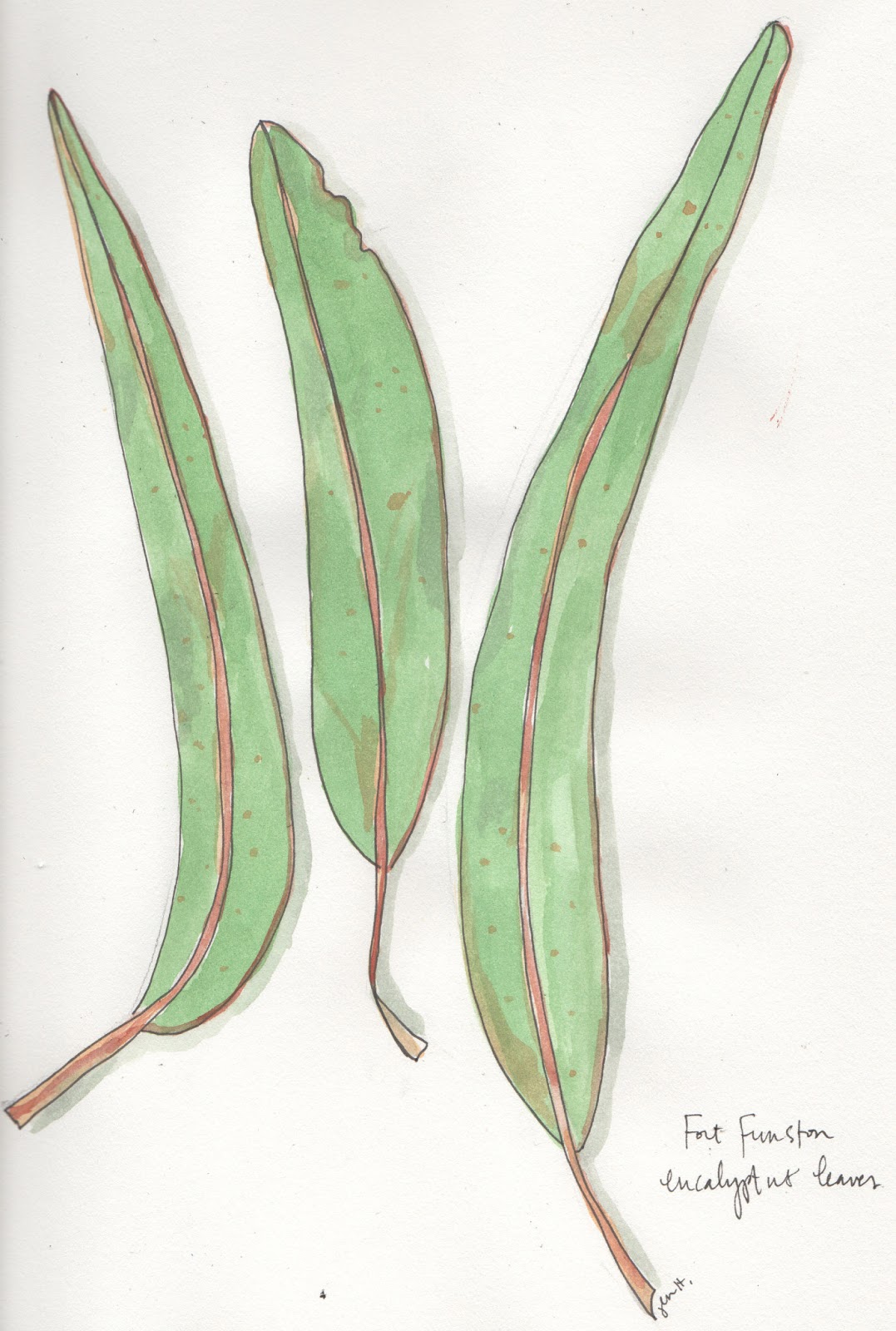 Eucalyptus Leaf Drawing at GetDrawings Free download