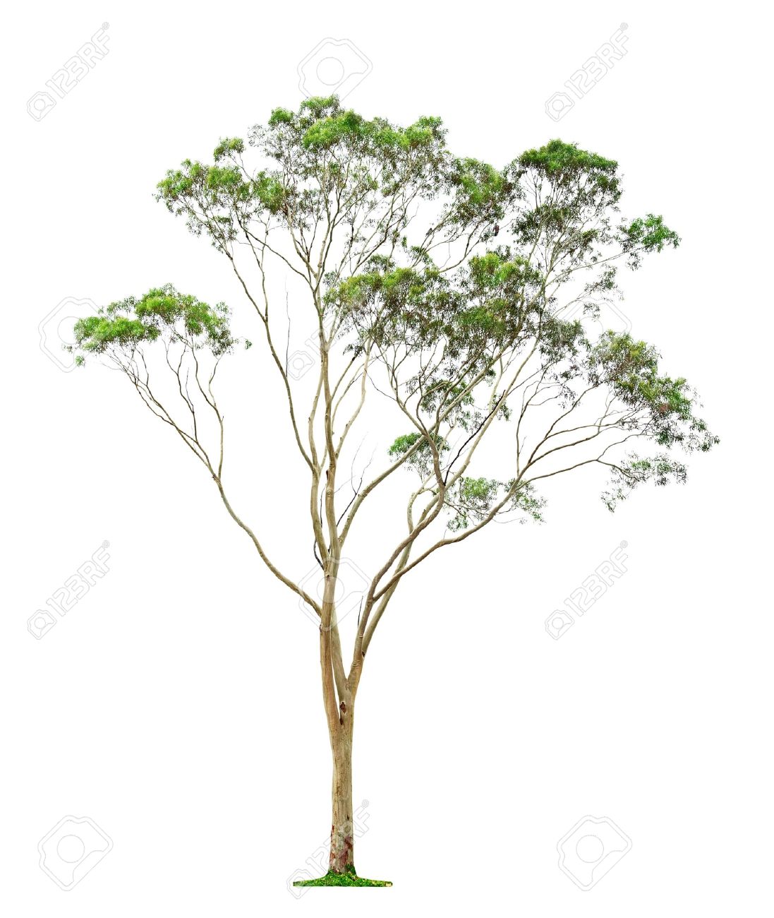 Eucalyptus Tree Drawing at GetDrawings Free download