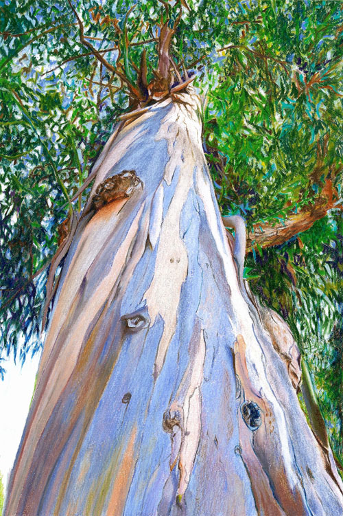 Eucalyptus Tree Drawing at GetDrawings Free download