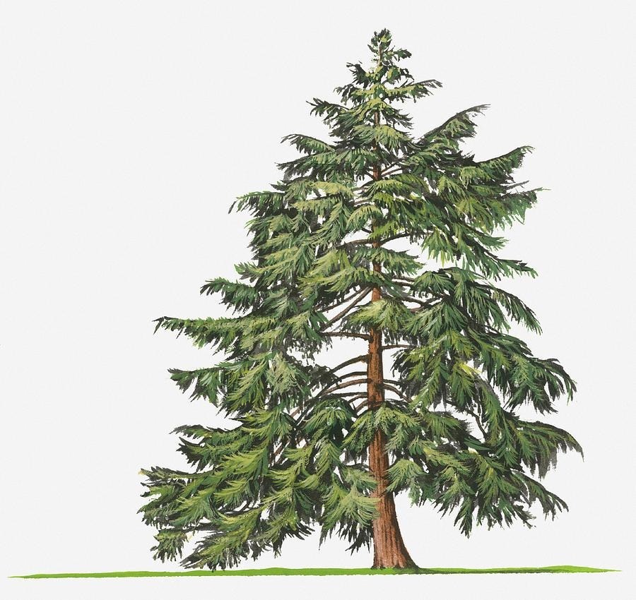 Evergreen Drawing at GetDrawings Free download