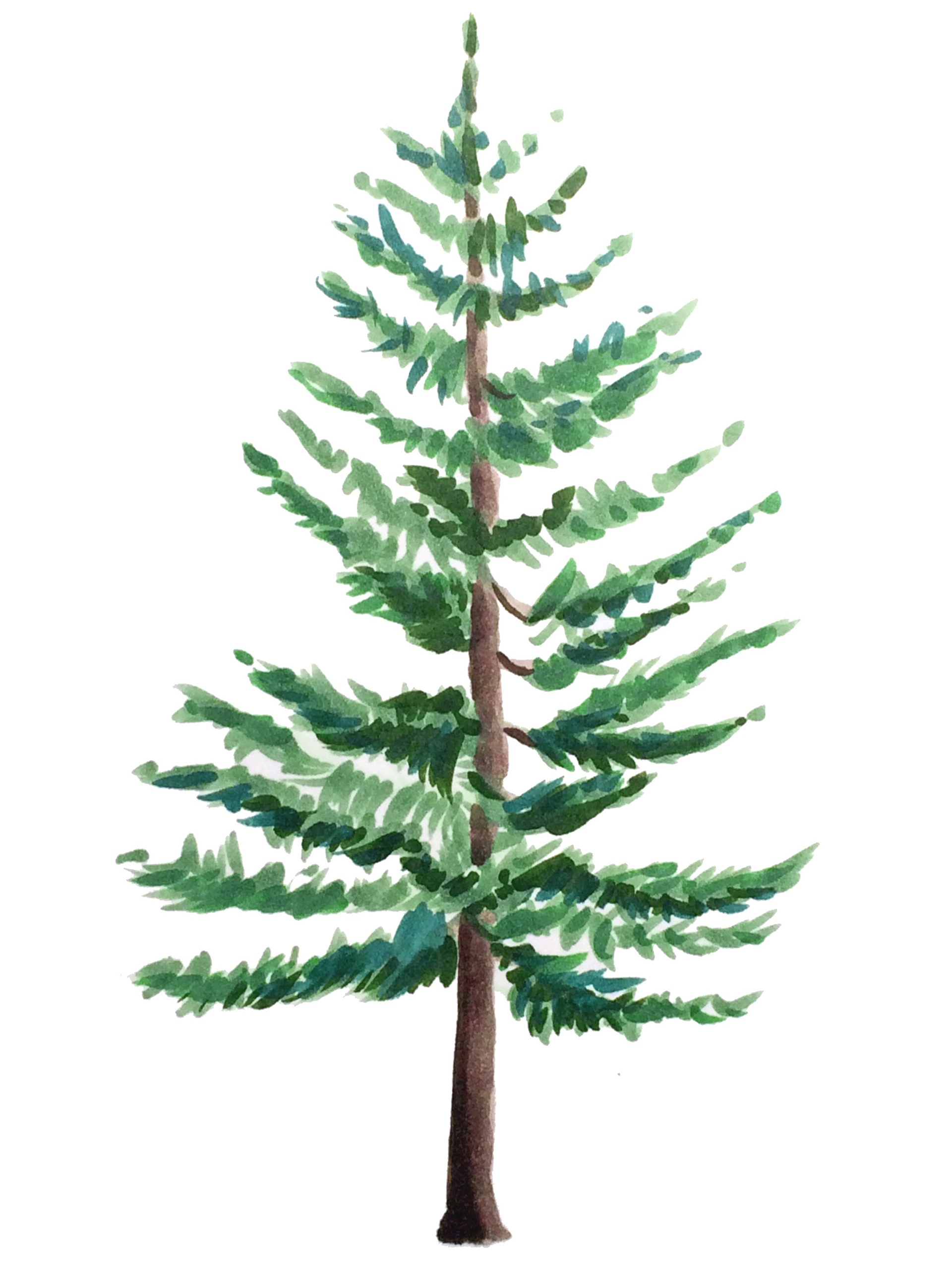 Evergreen Tree Drawing at GetDrawings Free download