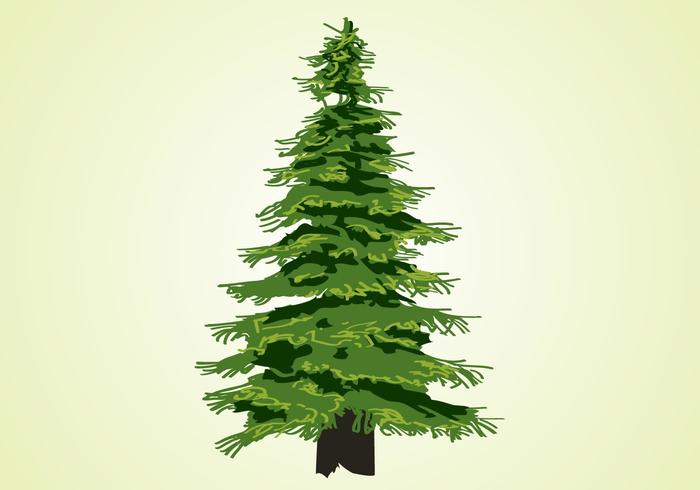 Evergreen Tree Drawing At Getdrawings Free Download