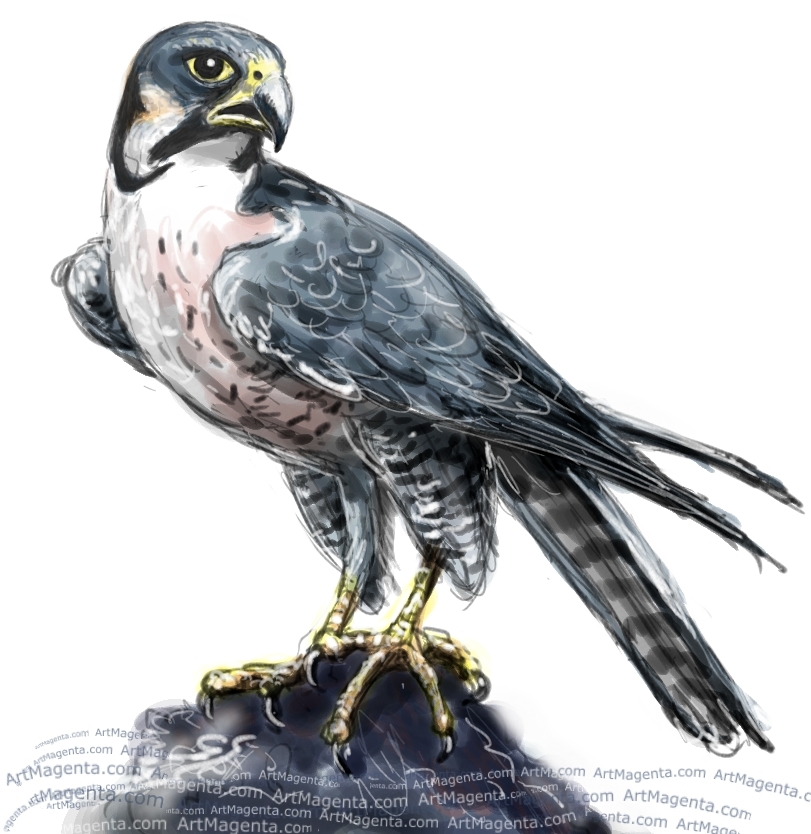 Falcon Bird Drawing at GetDrawings Free download