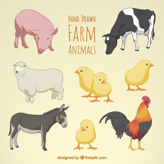 Farm Animal Drawing at GetDrawings Free download