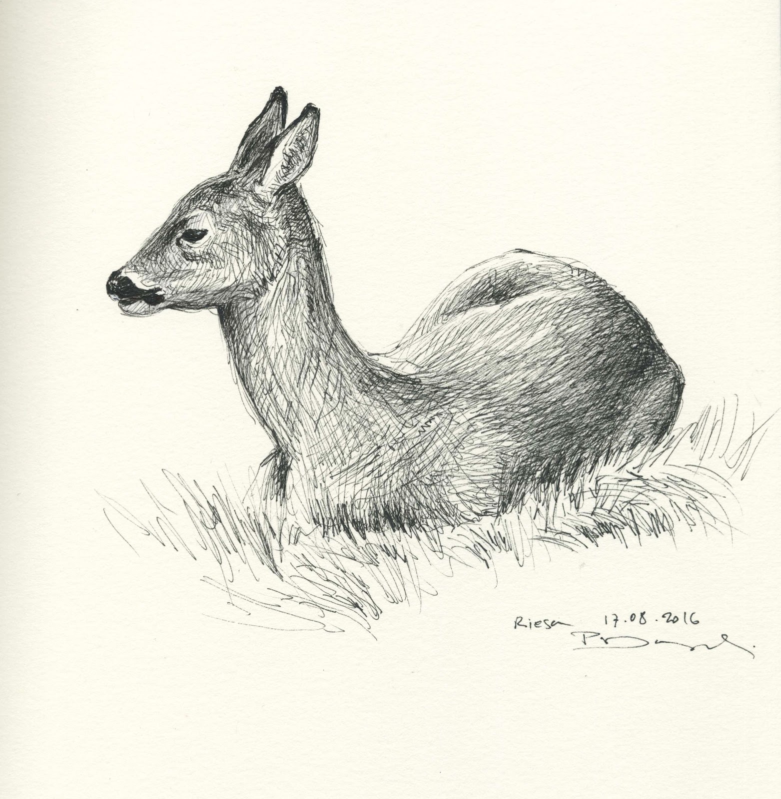 Female Deer Drawing at GetDrawings Free download