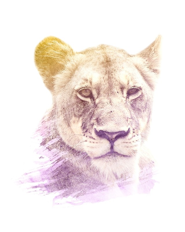 Female Lion Drawing at GetDrawings Free download