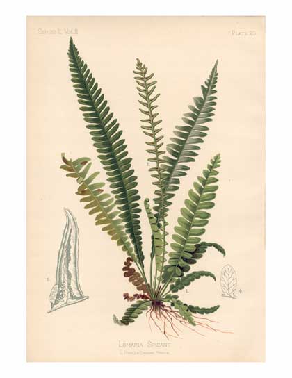 Fern Botanical Drawing At GetDrawings | Free Download