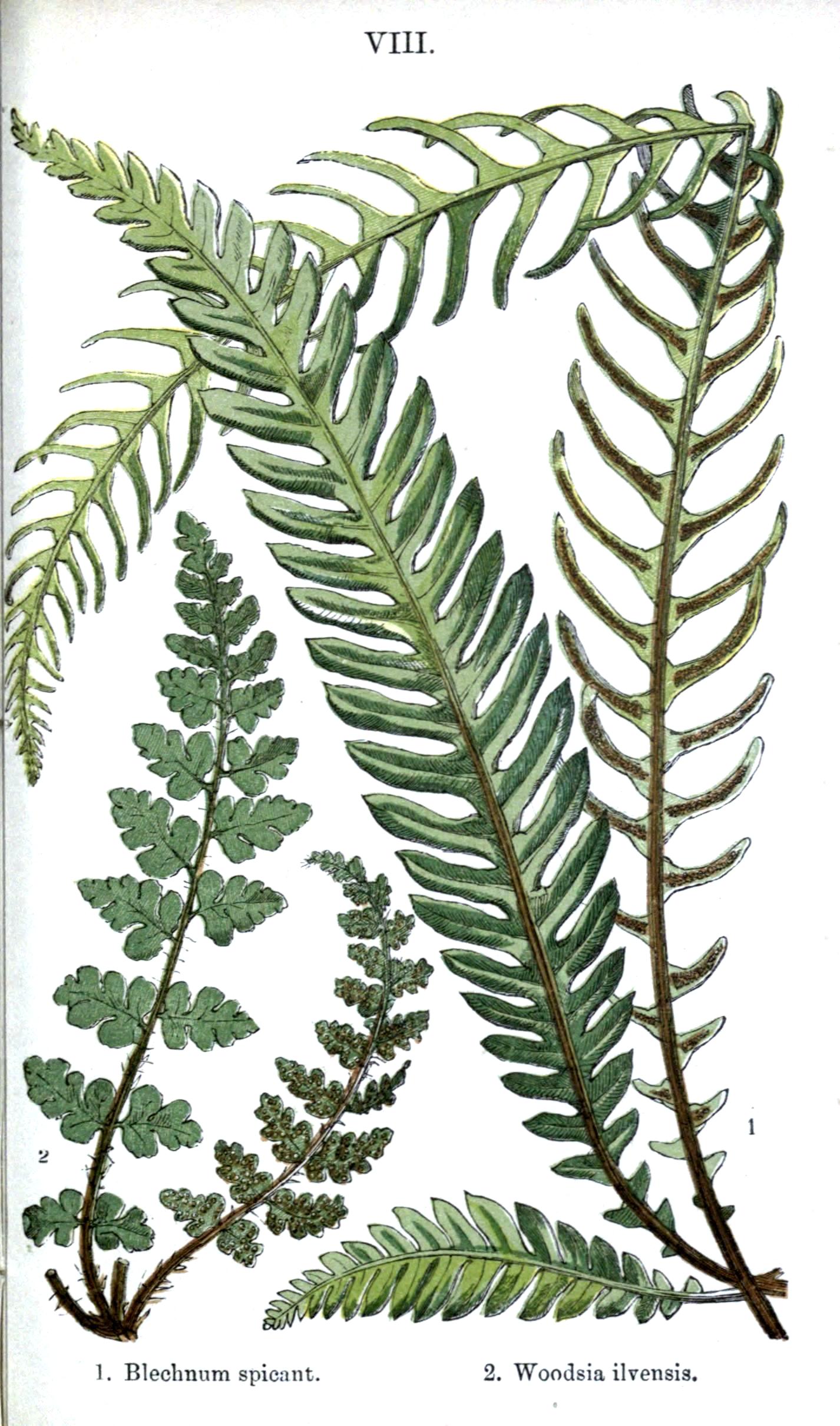 fern-botanical-drawing-at-getdrawings-free-download