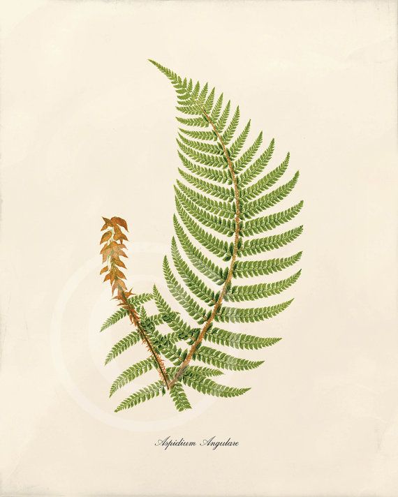 Fern Drawing at GetDrawings | Free download