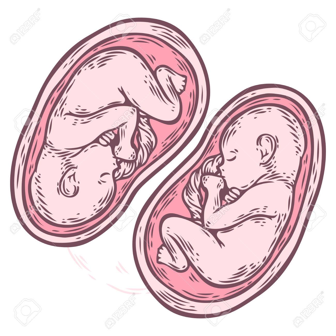 Fetus Drawing at GetDrawings Free download