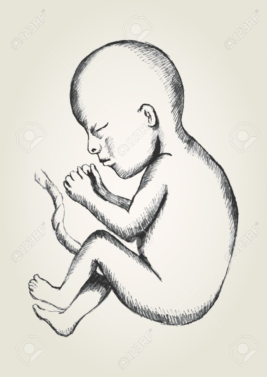 Fetus Drawing at GetDrawings Free download