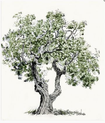 Fig Tree Drawing at GetDrawings | Free download