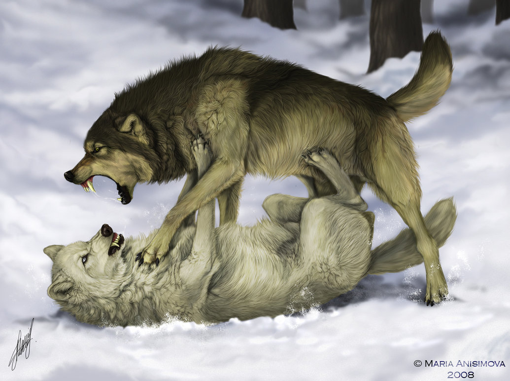 Anime Wolves Fighting Base