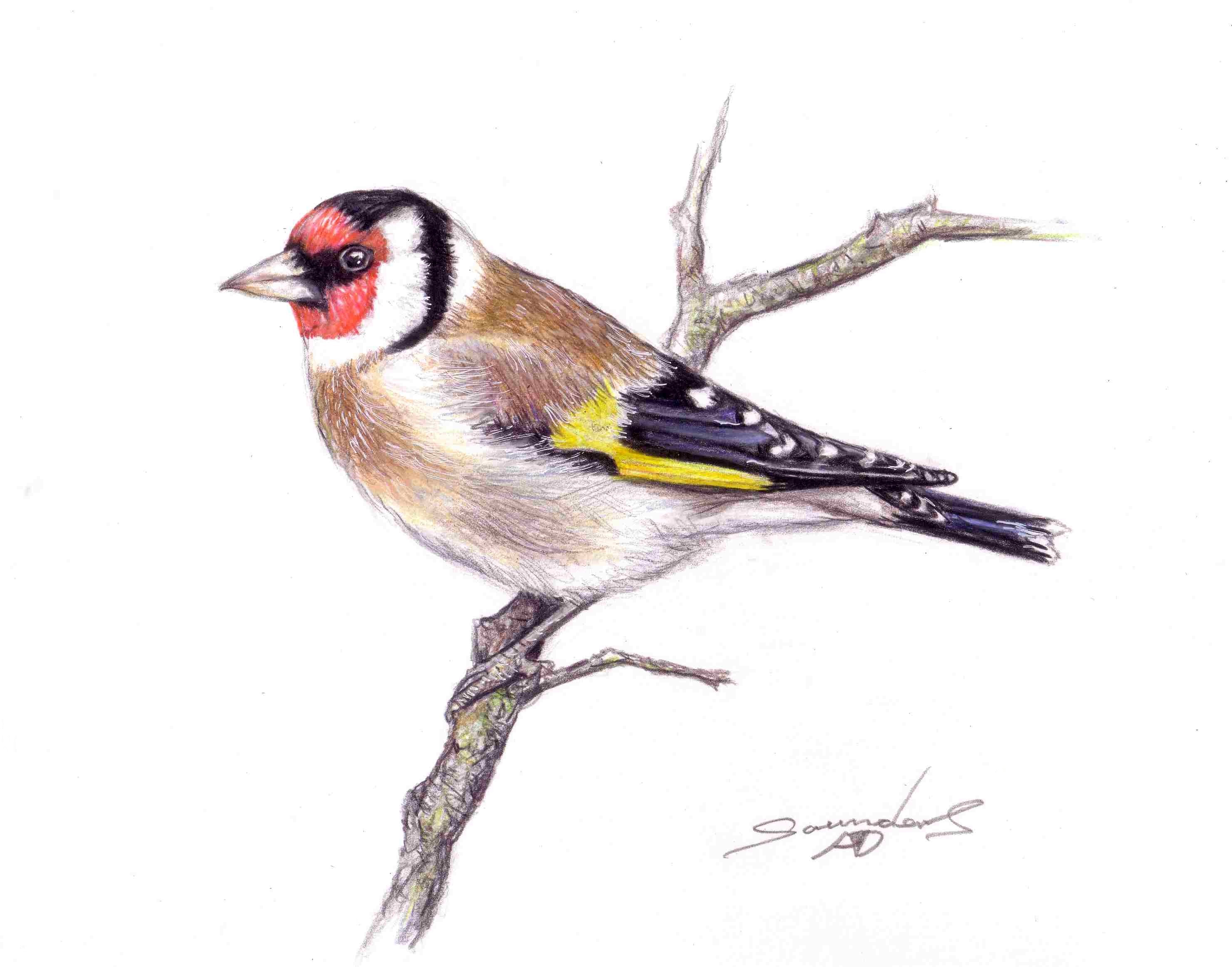 Finch Drawing at GetDrawings Free download