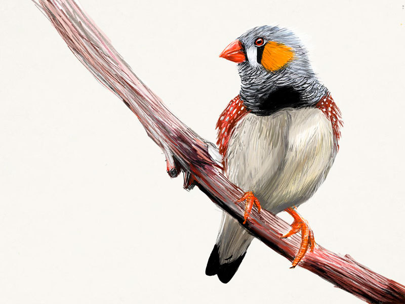 Finch Drawing at GetDrawings Free download