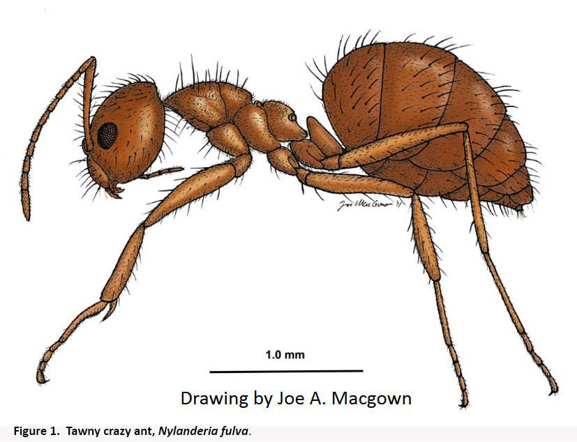 Fire Ant Drawing at GetDrawings Free download