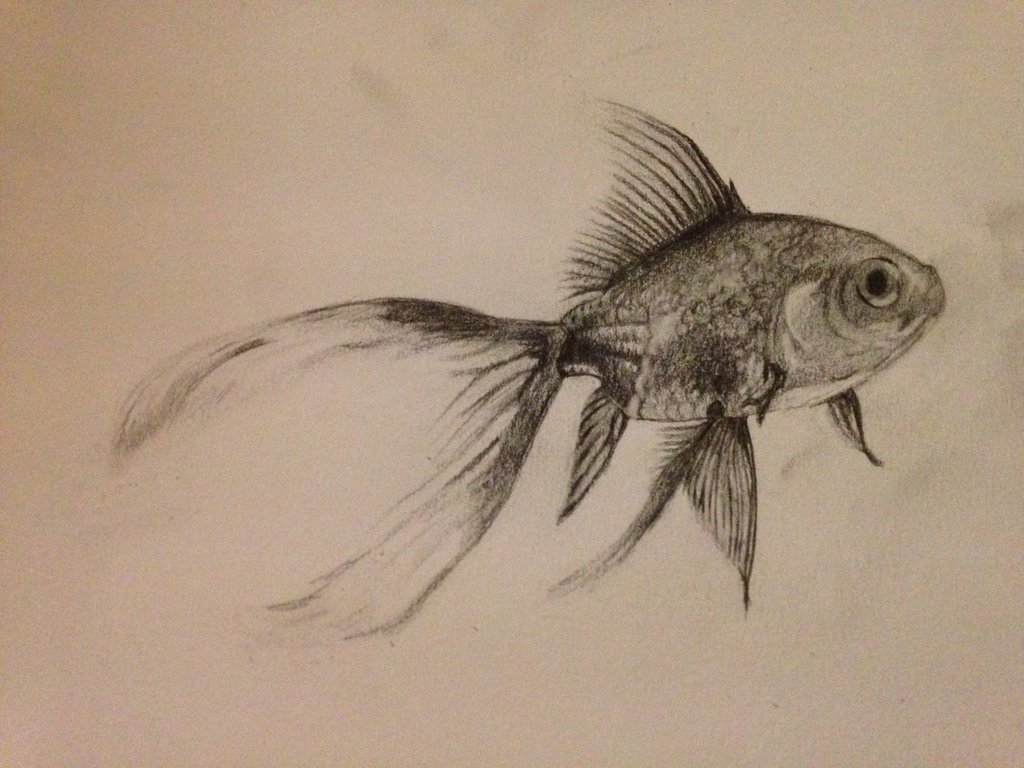 Pencil Drawing Of A Fish - Drawing Image
