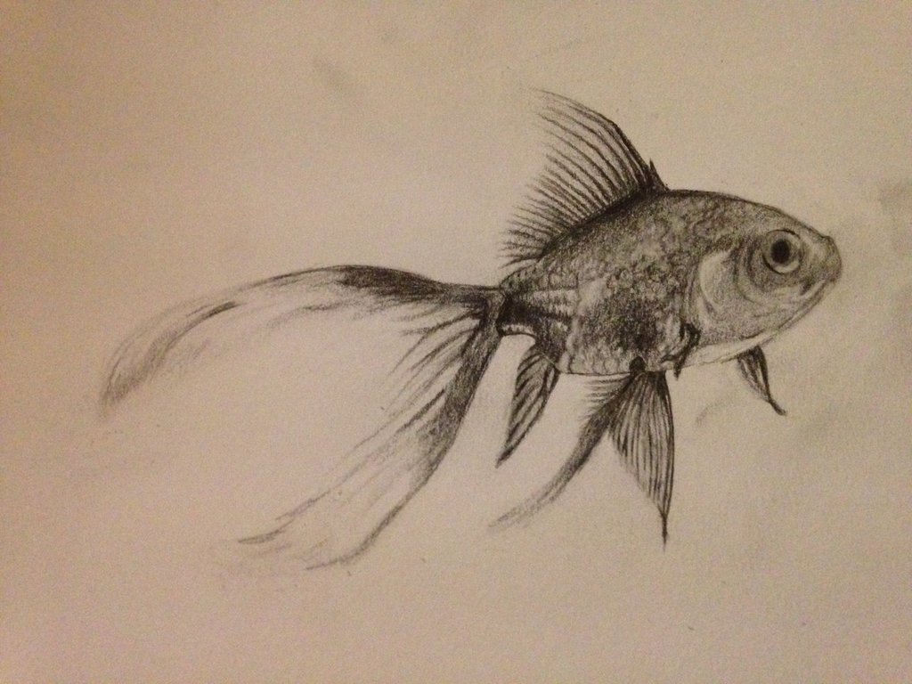 Fish Pencil Drawing at GetDrawingscom Free for personal