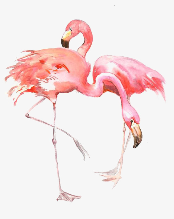 flamingo bird drawing
