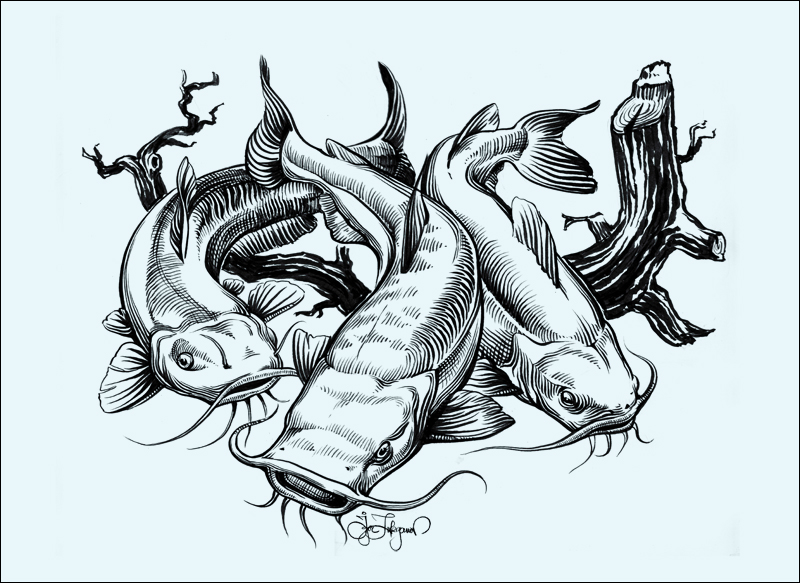 Flathead Catfish Drawing at GetDrawings Free download