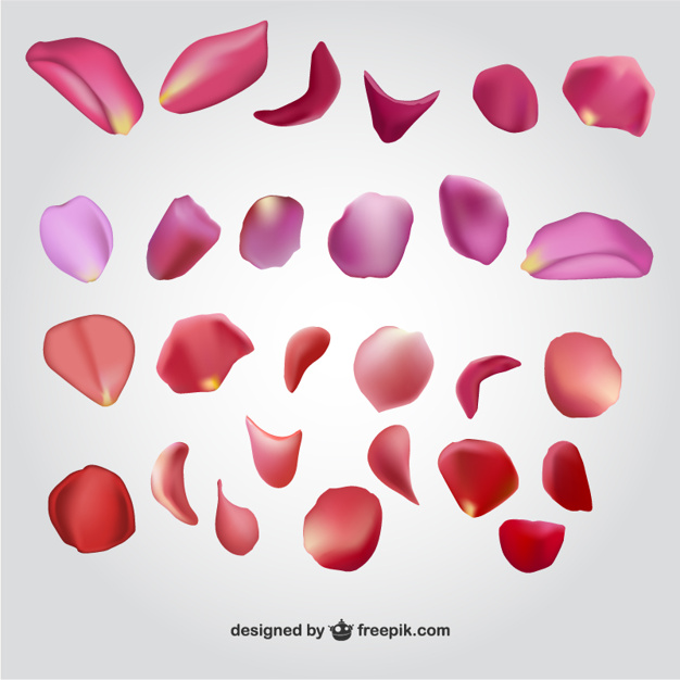 Flower Petal Drawing at GetDrawings Free download