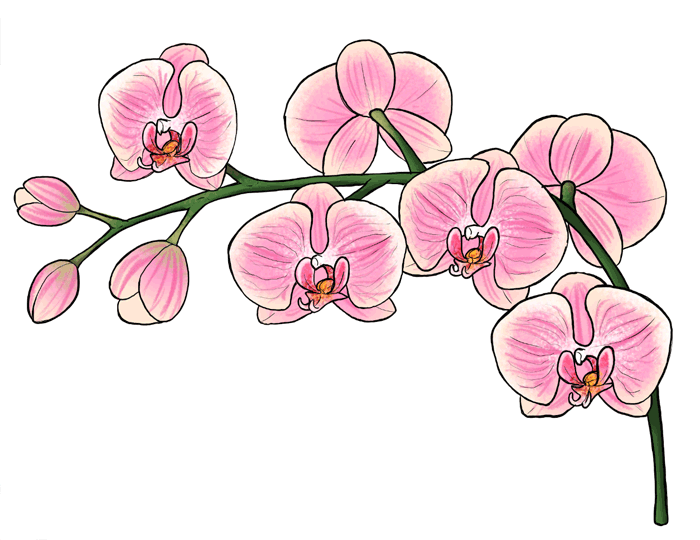 Flower Stem Drawing at GetDrawings Free download