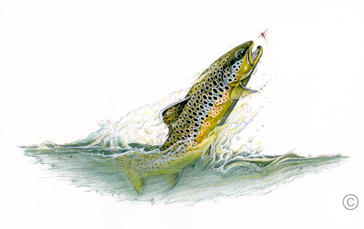 Fly Fishing Drawing at GetDrawings Free download