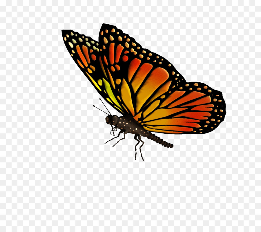 Flying Butterfly Drawing at GetDrawings | Free download