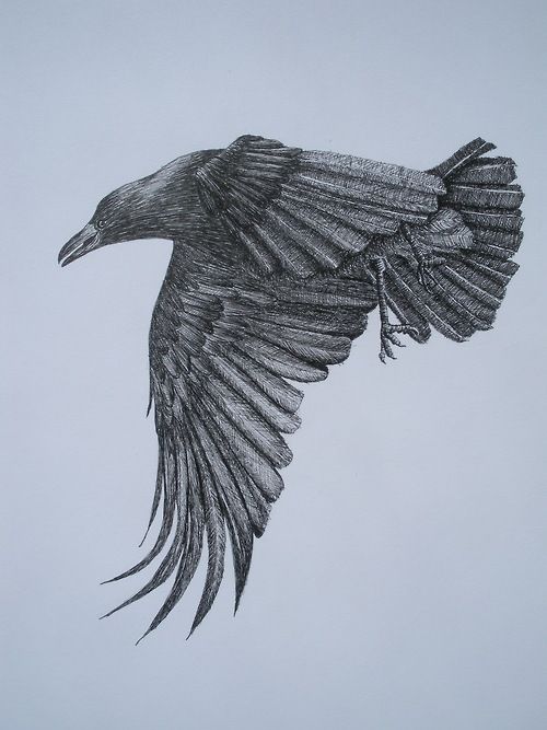 flying crow drawing easy