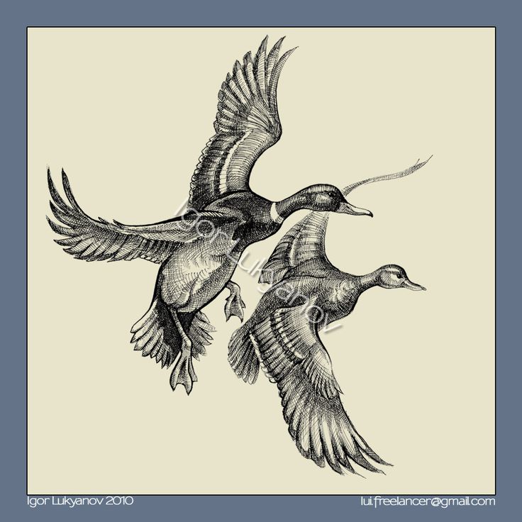 Flying Duck Drawing at GetDrawings Free download
