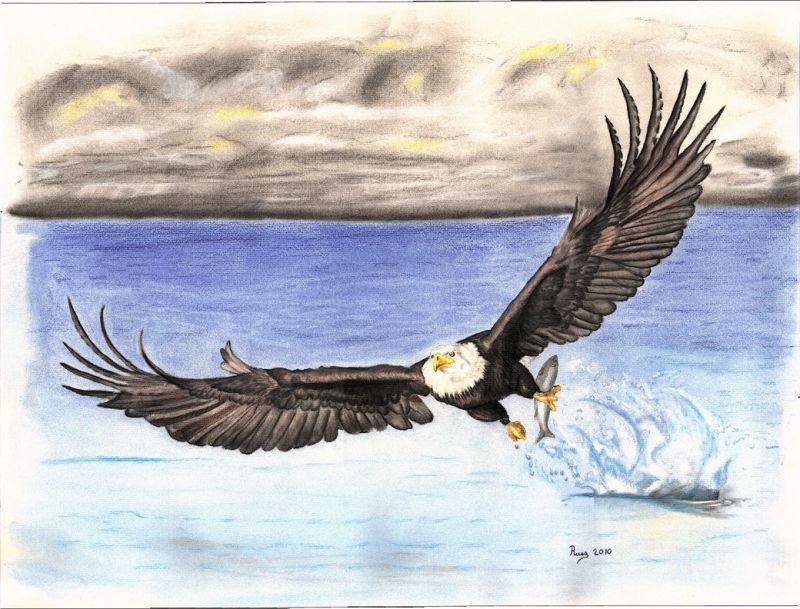 Flying Eagle Pencil Drawing at GetDrawings Free download