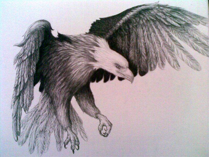 Flying Eagle Pencil Drawing at GetDrawings | Free download