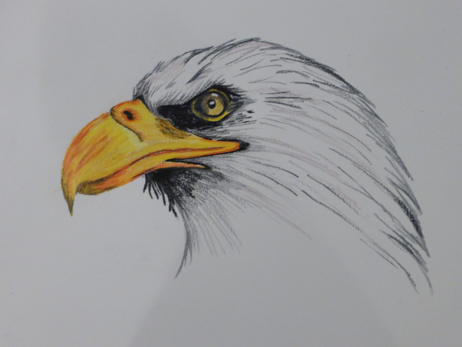Flying Eagle Pencil Drawing at GetDrawings | Free download