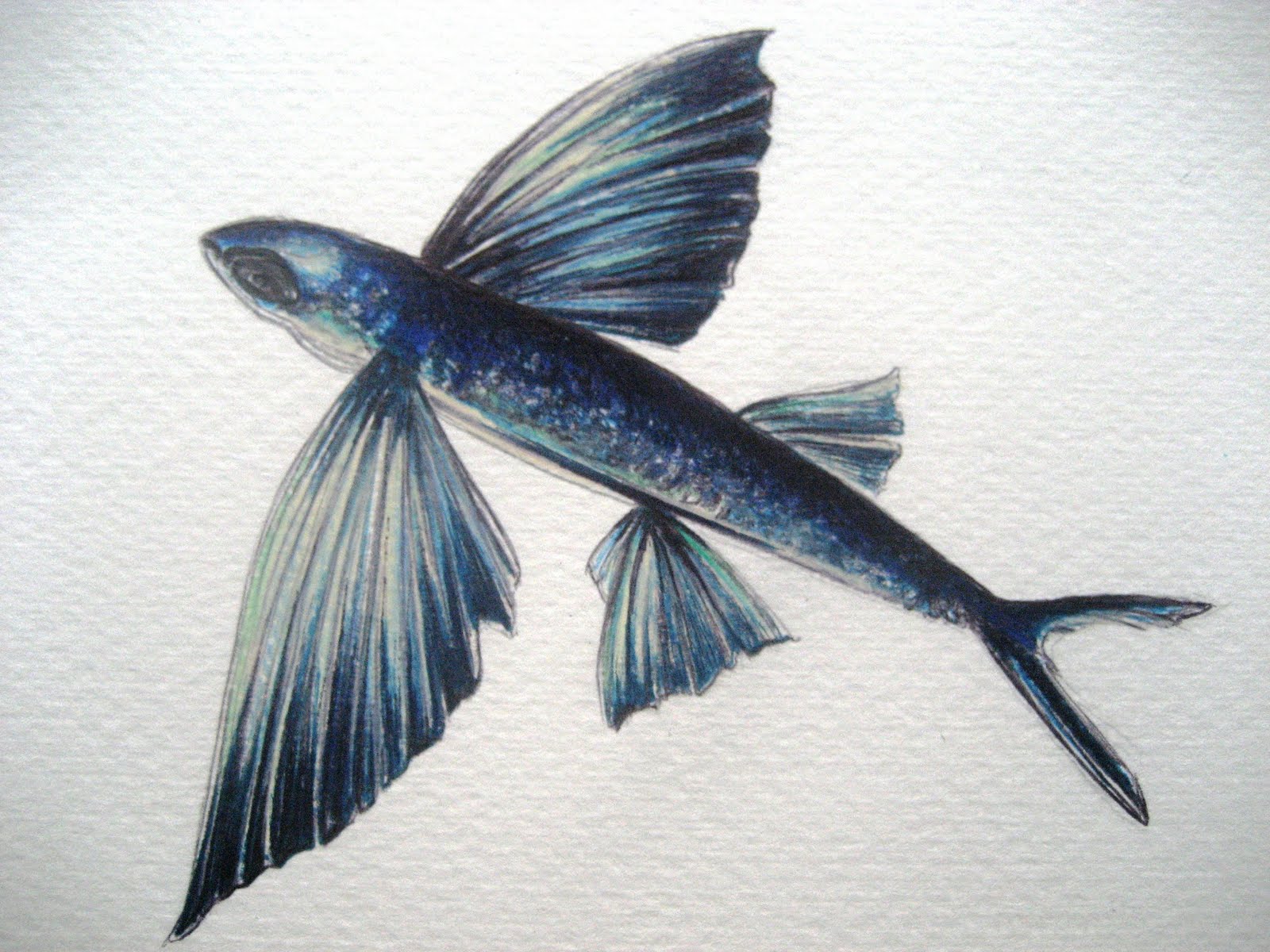 Flying Fish Drawing at GetDrawings Free download