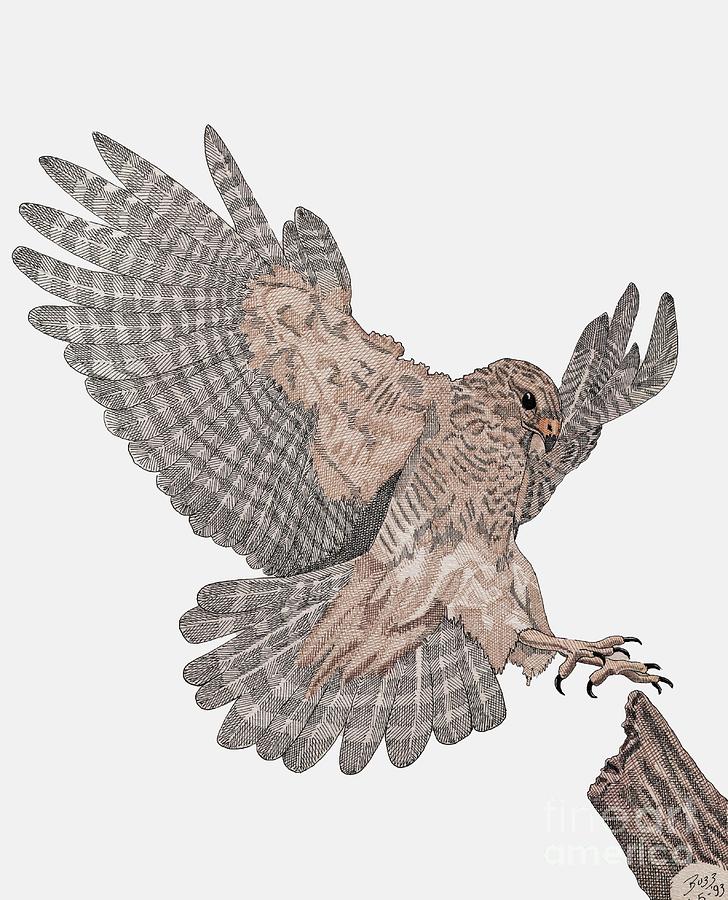 Flying Hawk Drawing at GetDrawings Free download