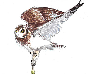 Flying Owl Drawing at GetDrawings | Free download