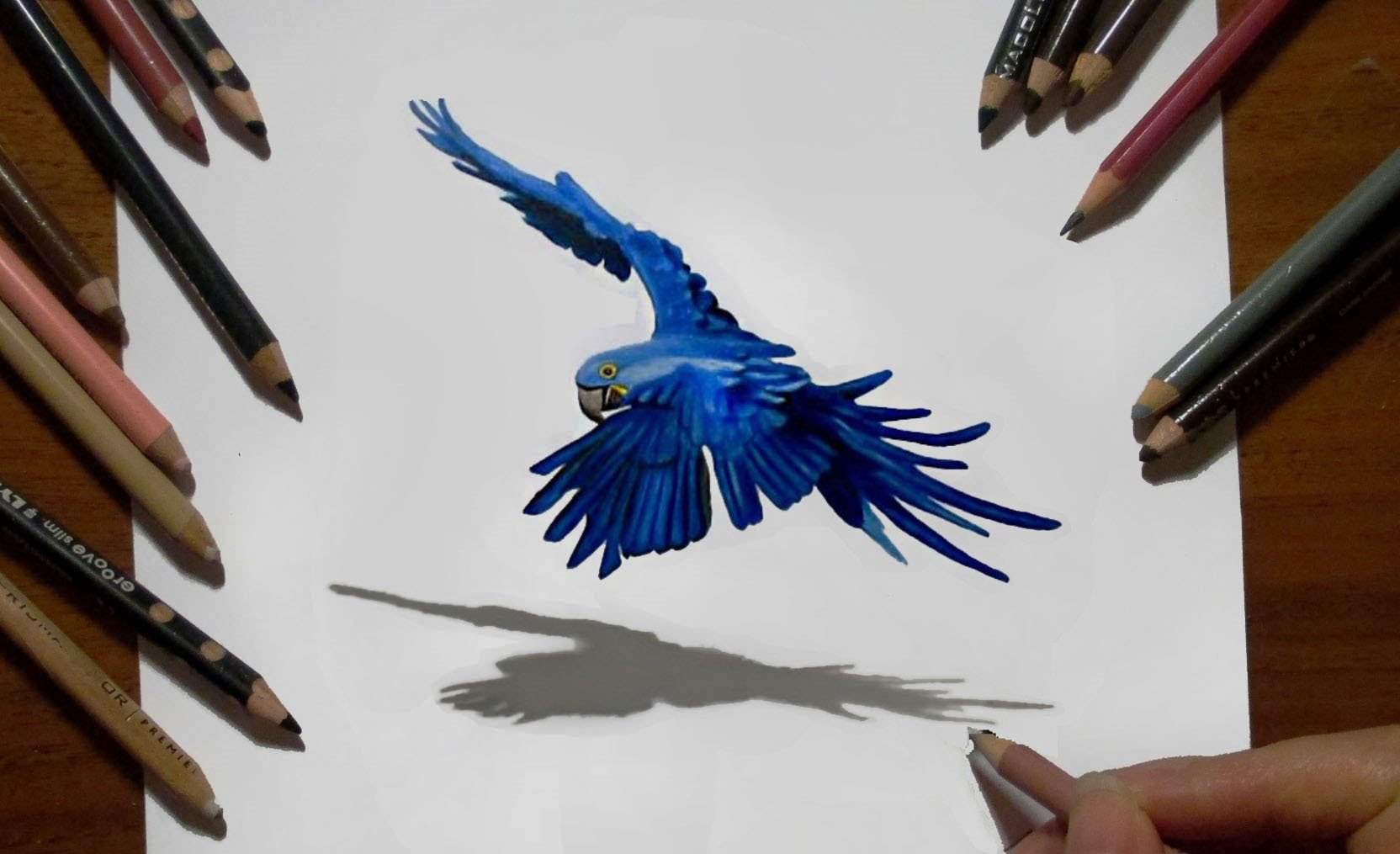 Flying Parrot Drawing at GetDrawings | Free download