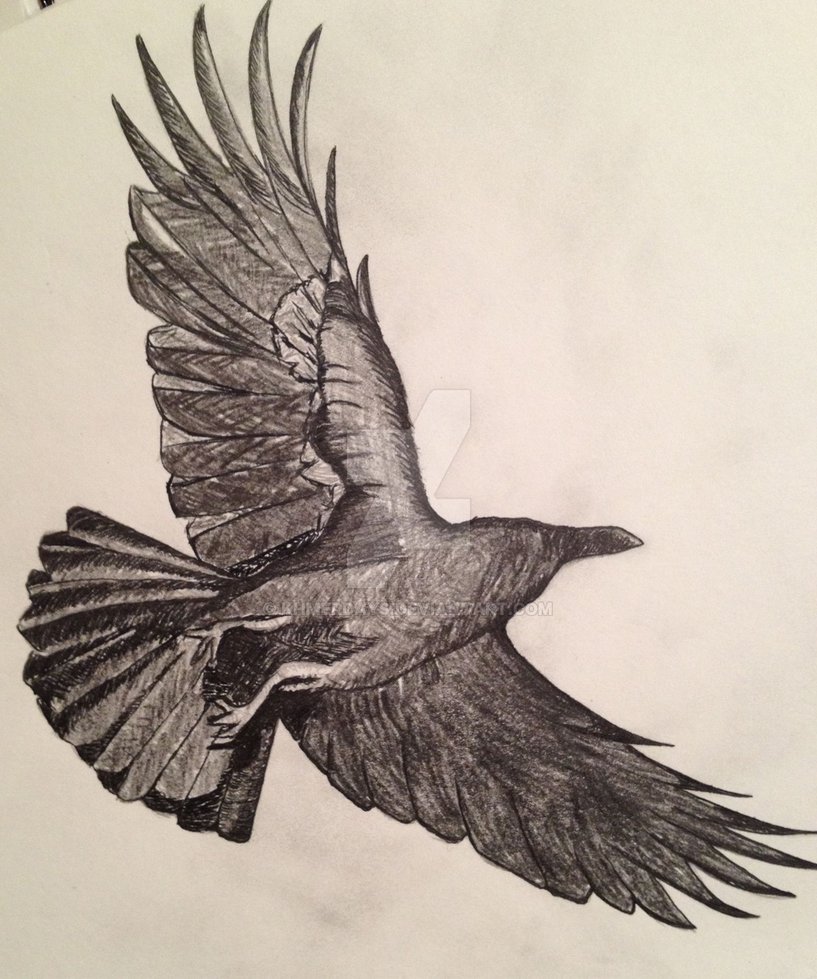 Flying Raven Drawing at GetDrawings Free download