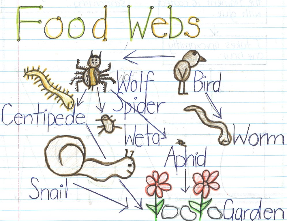 food-web-drawing-at-getdrawings-free-download