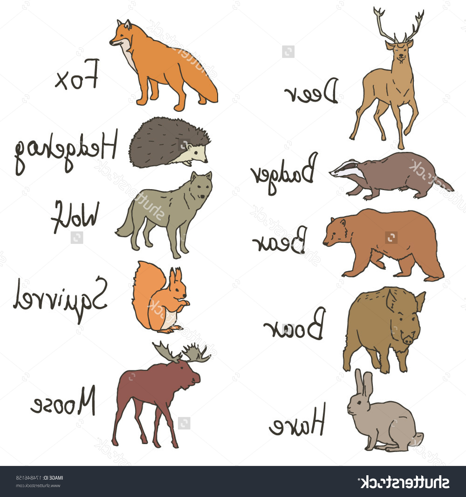 Лесные животные на английском