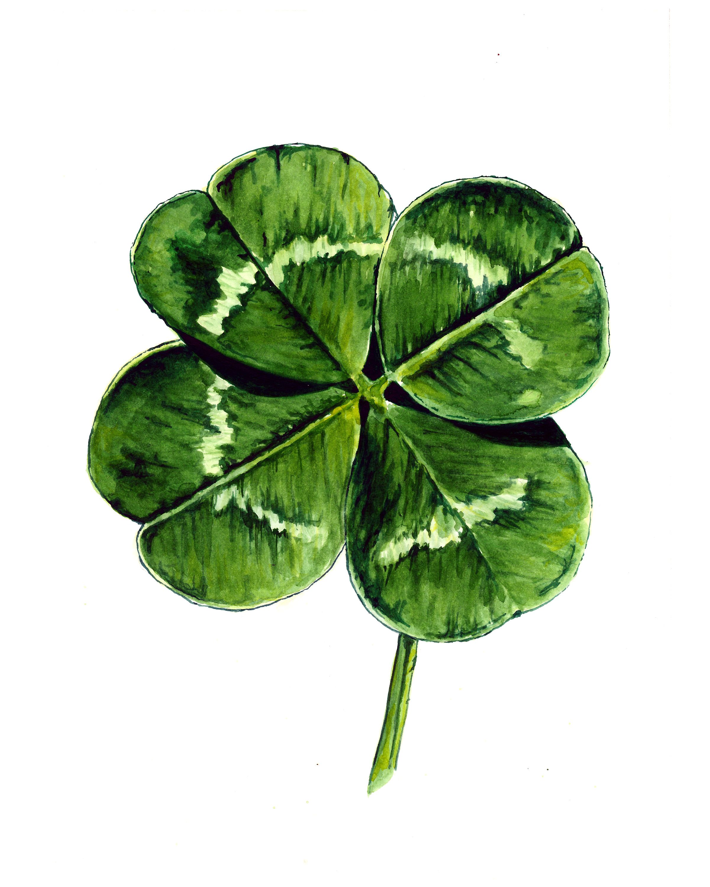 Four Leaf Clover Drawing at GetDrawings | Free download