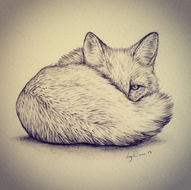 A Pencil Drawing Of A Fox Sitting Down - vrogue.co