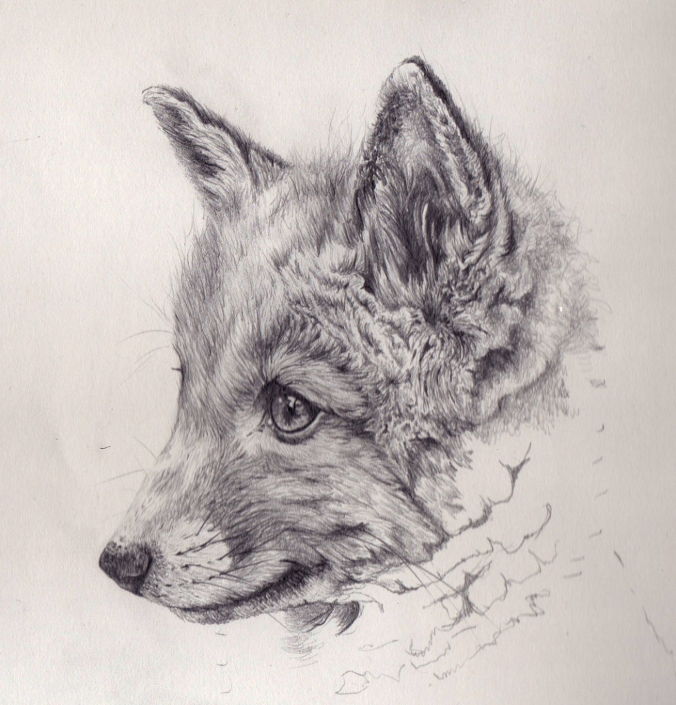 Fox Pencil Drawing at GetDrawings Free download