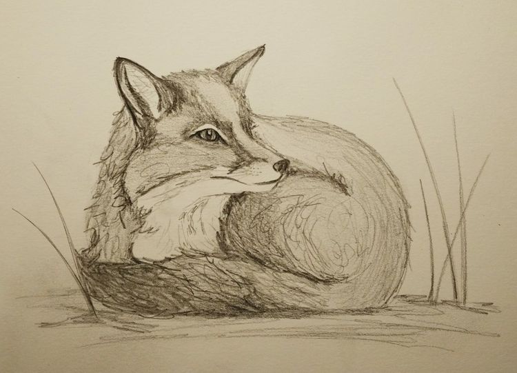 Fox Pencil Drawing at GetDrawings Free download